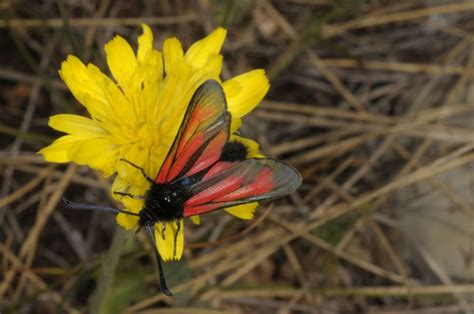 Europ Ische Schmetterlinge Und Ihre Kologie Zygaena Diaphana