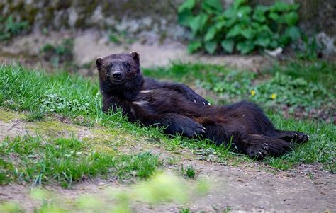 Wolverine Glutton Animal - Free photo on Pixabay - Pixabay