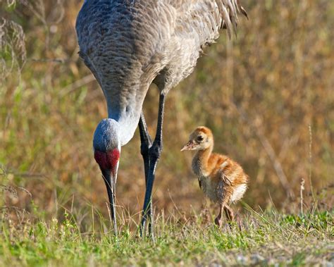 Photos by David Douglas: More Sand Hill Cranes