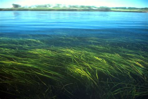 Submerged Aquatic Vegetation Virginia Institute Of Marine Science