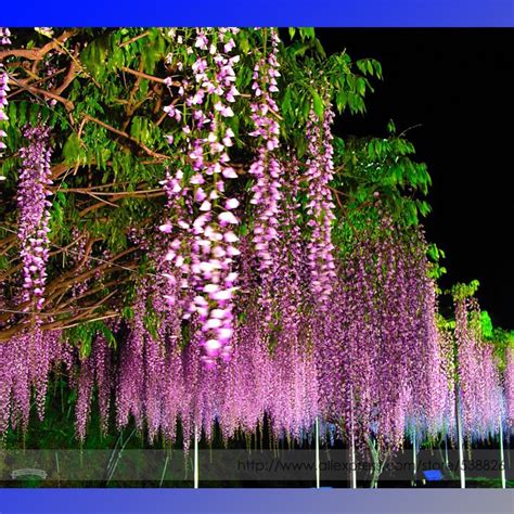 US$ 6.56 - 100% Ture Heirloom Pink Wisteria Flower Seeds, Professional ...