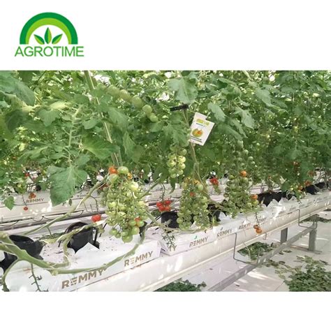 Vertical Farming Coco Peat Soilless Cultivation Coco Peat Block For