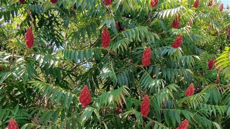 Staghorn Sumac Nutritional Value Home Alqu