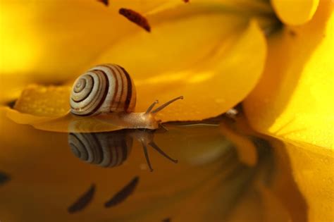 Premium Photo | Small snail