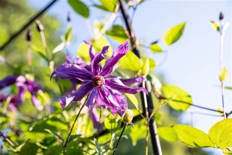 ᐅ Clematis Krankheiten erkennen und bekämpfen so geht es