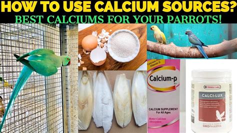 HOW TO USE CALCIUM TO YOUR BIRDS BEST CALCIUM SOURCES Tips Info