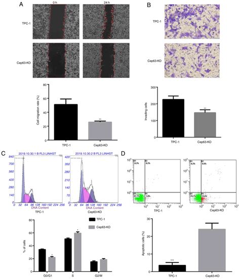 Cep63 Knockout Inhibits The Malignant Phenotypes Of Papillary Thyroid