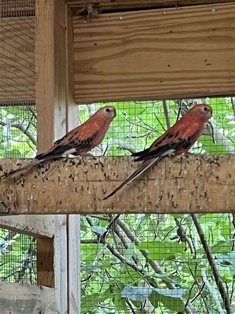 Two Pairs Of Rosey Bourkes Bird Breeder Liquidation