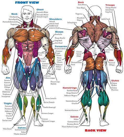 male body muscle anatomy