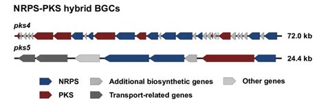 3 Nrps Pks Hybrid Biosynthetic Gene Clusters Detected In N