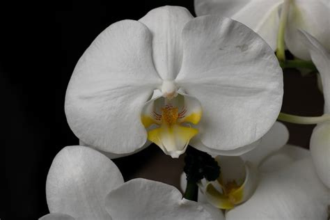 White and Pink Orchids in Close Up Photography · Free Stock Photo