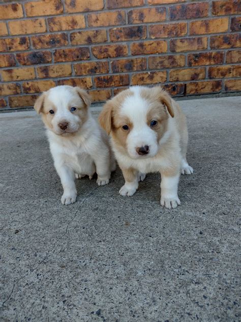 Australian Shepherd Border Collie Lab Mix