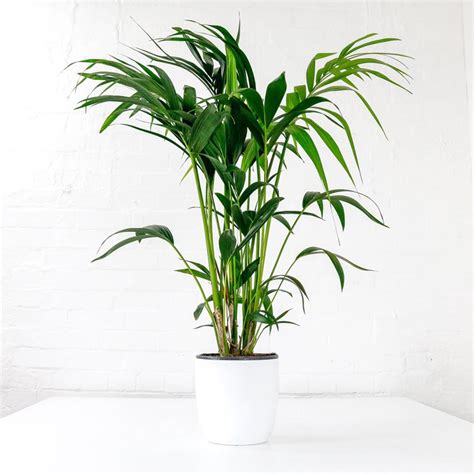 Indoor Plants House Plants Delivered Buy Online Uk