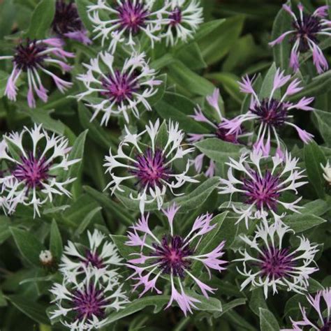 Centaurea Montana Amethyst Snow White And Purple Perennial Cornflower