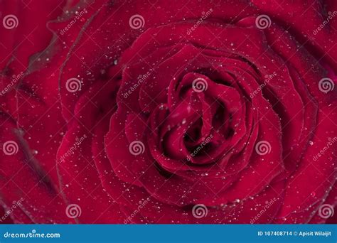 Red Rose Flower with Heart Form. Stock Photo - Image of scenery, rose ...