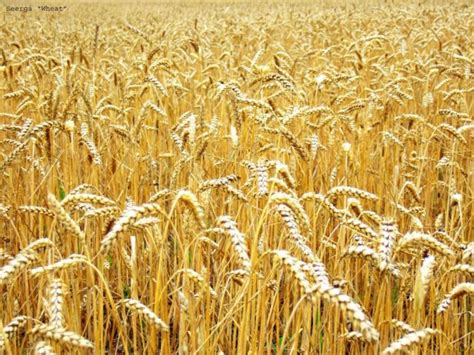 Полноценный белок и продукты