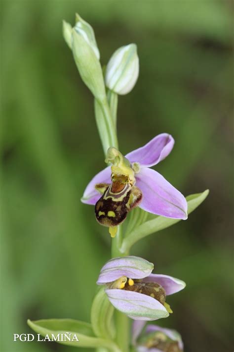 OPHRYS APIFERA orquídea abeja flor de abeja