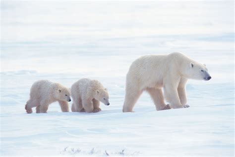 Polar Bears In The Tundra Biome