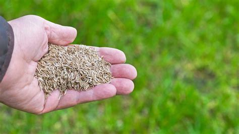 How To Repair Lawn Patches With Seed Simple Steps For Healthy Grass