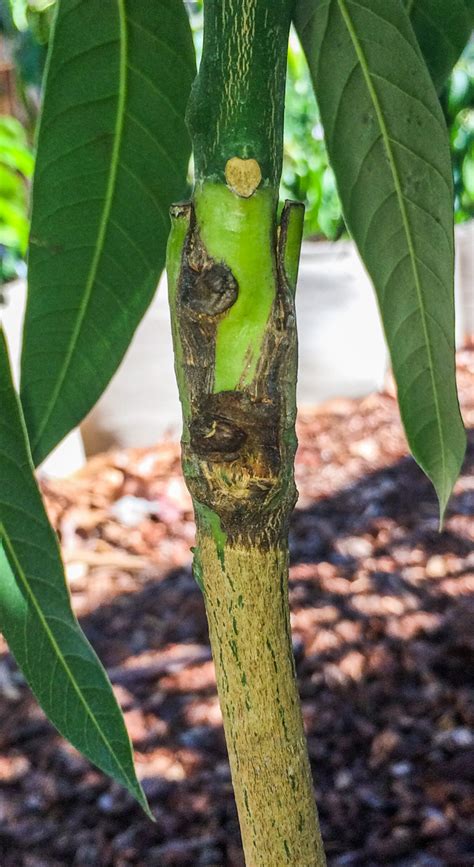 Mango69 Cleft Grafts On New Mango Trees