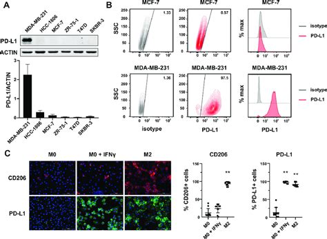 Expression Of Pd L In Breast Cancer Cell Lines And Macrophages A