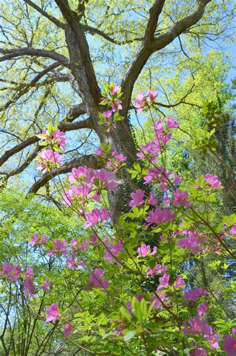 Biltmore Gardens | The Happy Wonderer ~ ellen b.