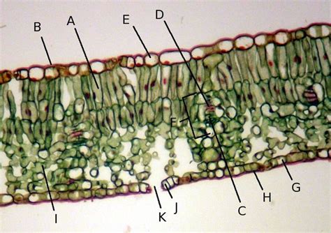 Leaf Histology Inspiration Leaves Microscopic