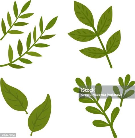koleksi vektor daun hijau  sekumpulan elemen grafis