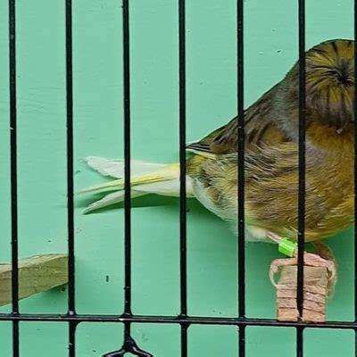 Gloster Canary breeding pair for sale – Online Bird Auctions