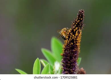 Honey Bee Swollen Pollen Sacs On Stock Photo 1709525881 | Shutterstock