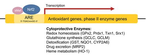 Transcriptional regulation of antioxidant genes by the ARE and Nrf2 ... 