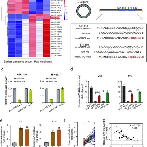 CircMCTP2 Facilitates BC Tumor Growth In Vivo A Nude Mice Were