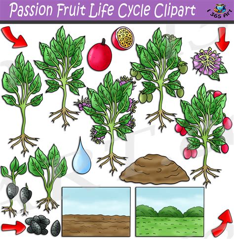Passion Fruit Life Cycle Clipart Set Download - Clipart 4 School