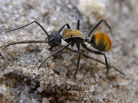 Golden Tailed Spiny Ant causing you problems? | Pest Nett Pest Control