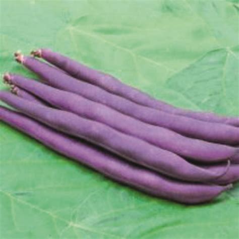 Graines potagères HARICOT NAIN RECOLTE MANUELLE PURPLE QUEEN PROSEM