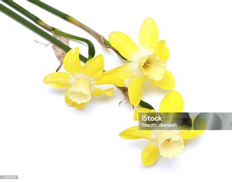 Three Beautiful Narcissus Flowers Stock Photo Download Image Now