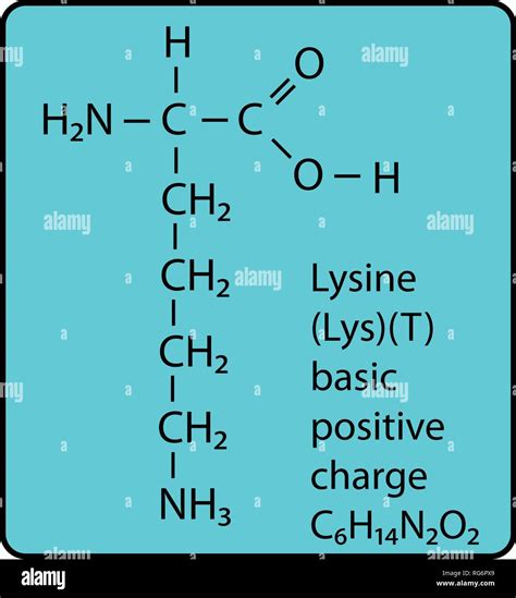 Lysine Structure