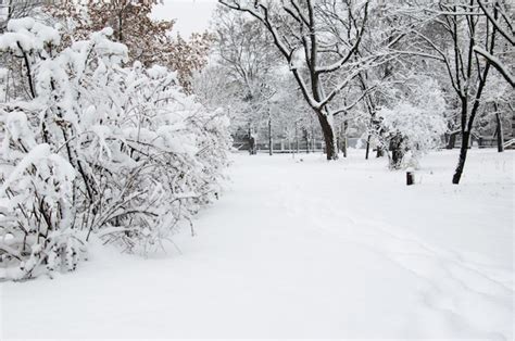 Arbustos Cubiertos De Nieve En El Parque Foto Premium