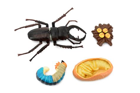 Beetle, Life Cycle of a Stag Beetle, 4 Stages, Museum Quality, Hand ...