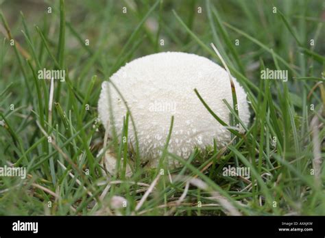 Stomach Fungus Hi Res Stock Photography And Images Alamy