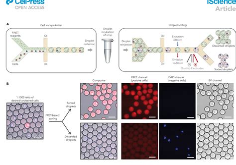 Figure From High Throughput Single Cell Antibody Secretion