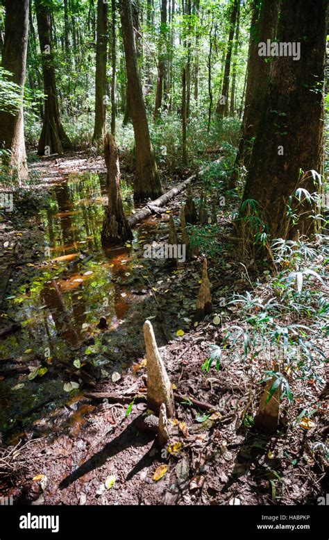 Congaree swamp national monument hi-res stock photography and images ...