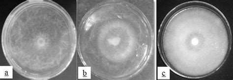 Mycelial Growth Of Lentinus Squarrosulus On Different Illumination A