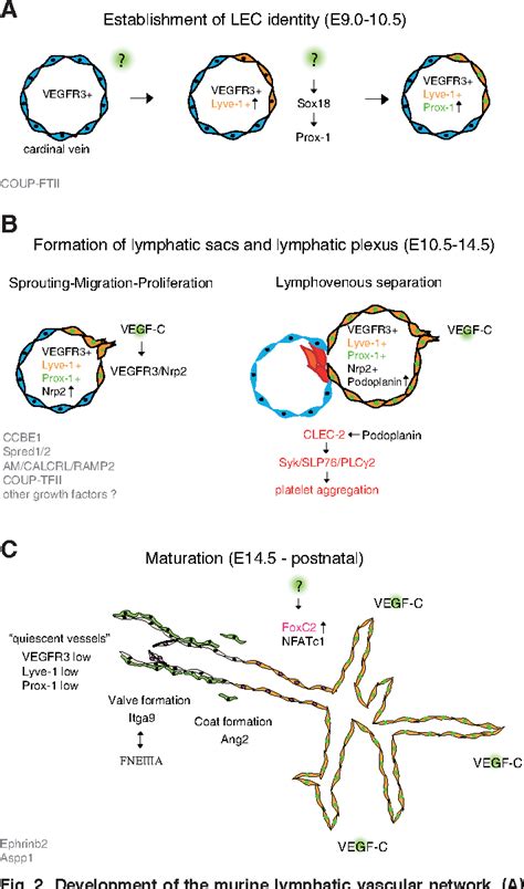 Figure From Molecular Mechanisms Of Lymphangiogenesis In Development