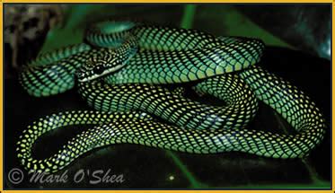 Colubrid Snakes ~ planetanimalzone