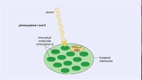 Chloroplast Structure And Light Dependent Reactions Photosystem 1 And 2