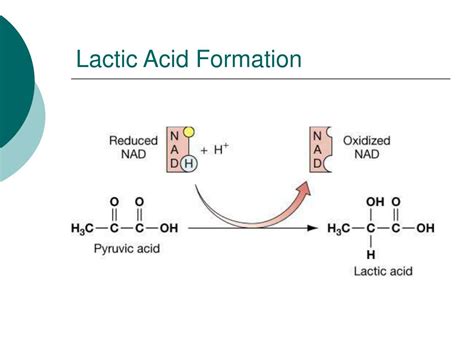 Ppt Microbial Metabolism Powerpoint Presentation Free Download Id 1153980