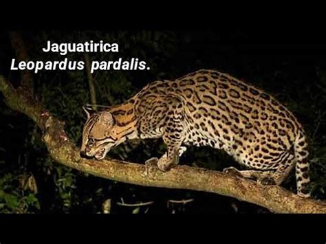 Jaguatirica Leopardus Pardalis YouTube