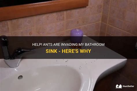 Help Ants Are Invading My Bathroom Sink Here S Why Shunshelter