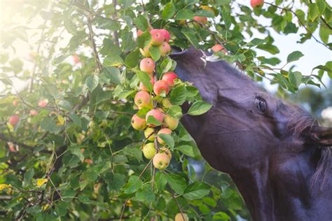 Horse Eating Apple Images – Browse 822 Stock Photos, Vectors, and Video ...